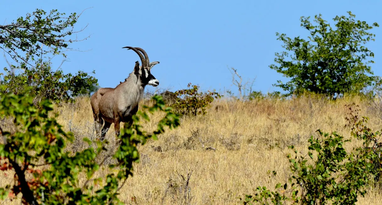 Bastergemsbok in Pilanesberg