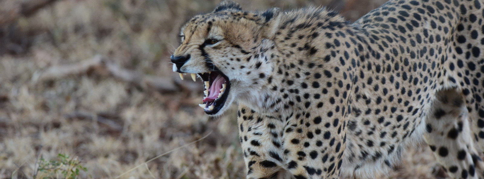 Photo of a cheetah on the about page of the reserve